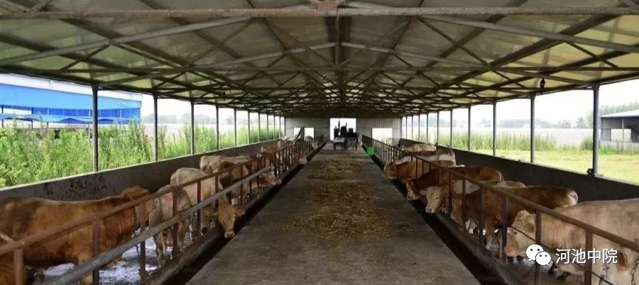 牛撞人需要负什么责任,牛撞人谁负责