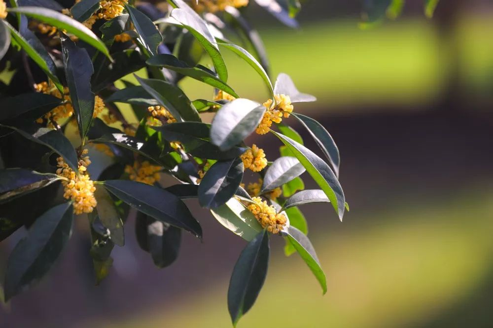 「乐活」寻找秋天的香气,这份赏桂地图请收好~