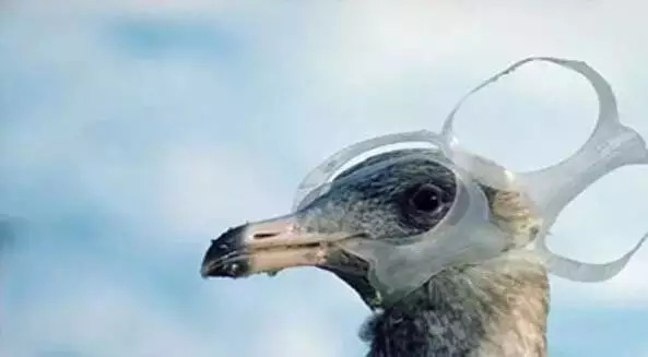 星巴克吸管缺点,星巴克吸管降解能用多少年