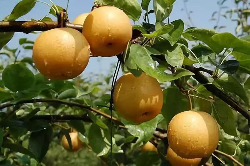 喉咙止咳化痰神器,止咳化痰治咽炎的药