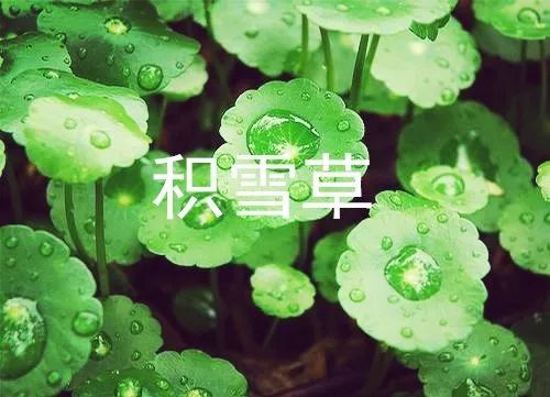 油痘敏感肌气垫推荐,混合皮敏感肌气垫推荐