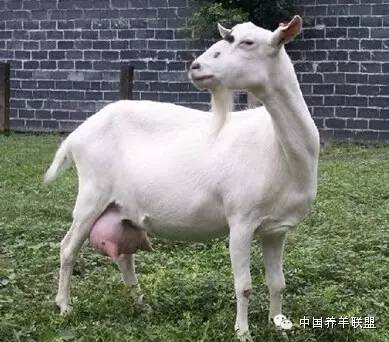 初生羔羊假死怎么预防与治疗