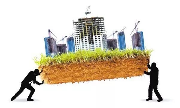 六棵银杏树,银杏树28棵300万