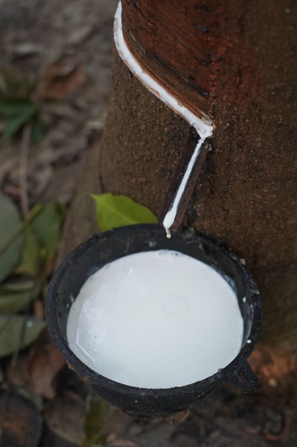 天然乳胶枕泰国多少钱一个,1280元的泰国天然乳胶枕是真的吗