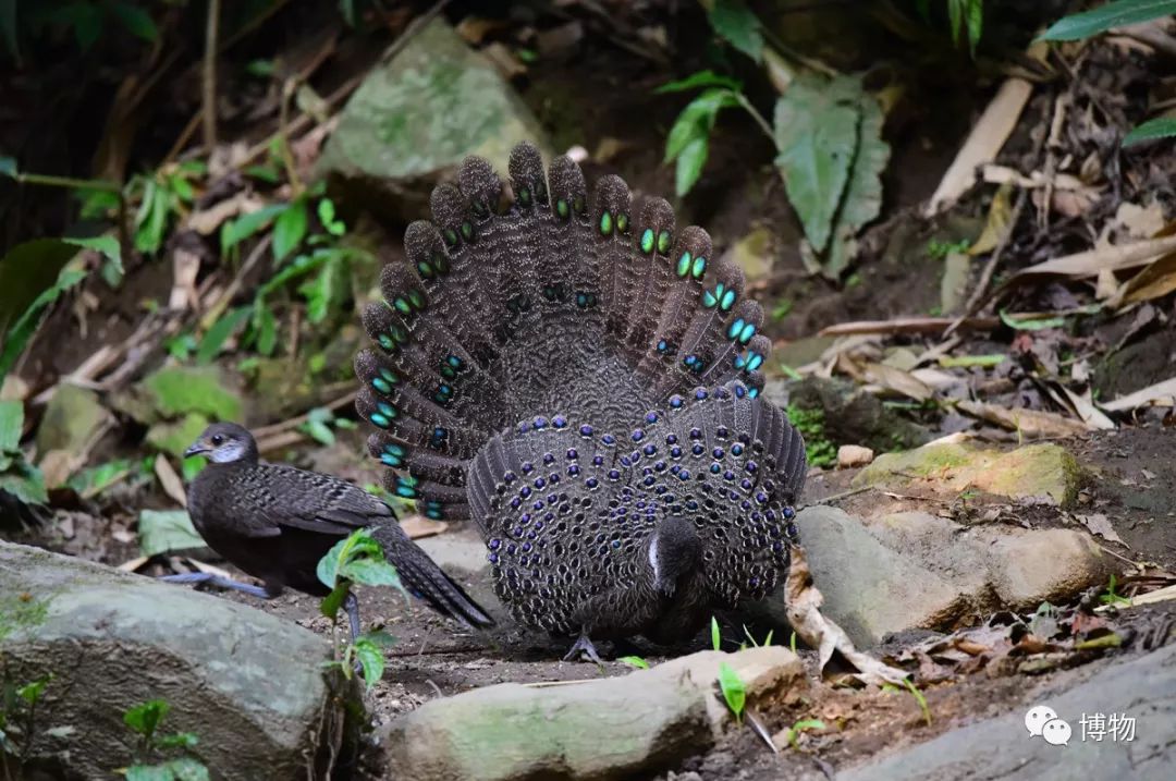 想跟博物一起外出采风？春节我们滇西见