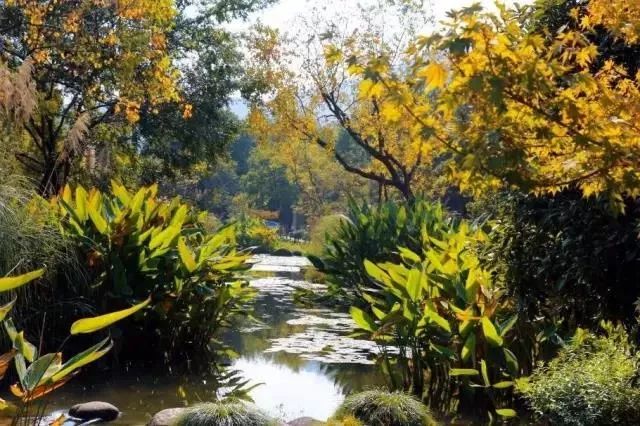 赏桂花好去处杭州,福利幸福