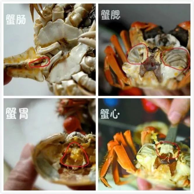 辟谣｜秋意凉，“谣言”盛，关于蟹的谣言，你可曾入“坑”？