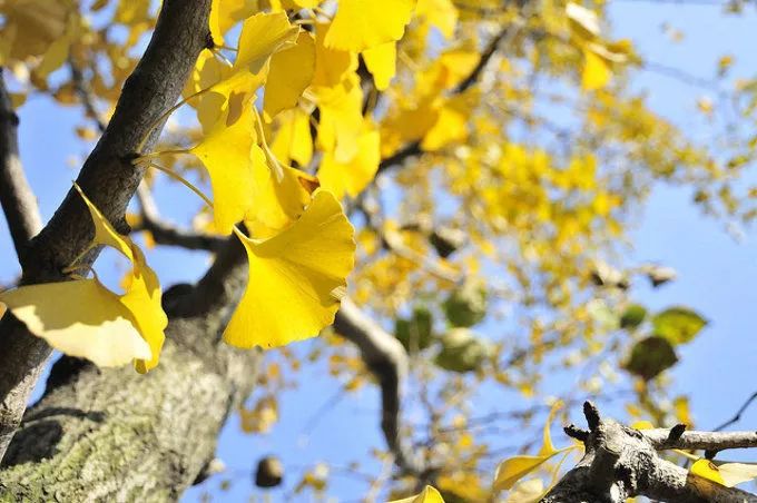 深秋赏银杏图片,金秋银杏观赏