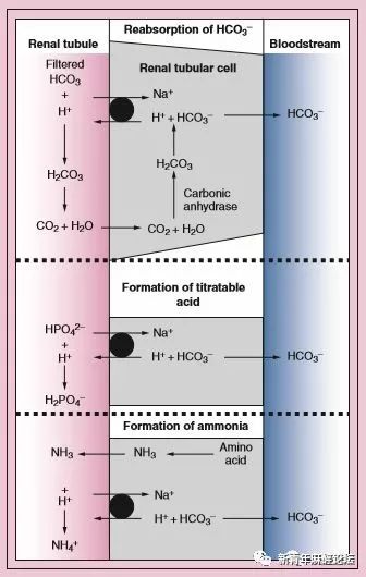 如何做好血气分析结果判读?教程来了……
