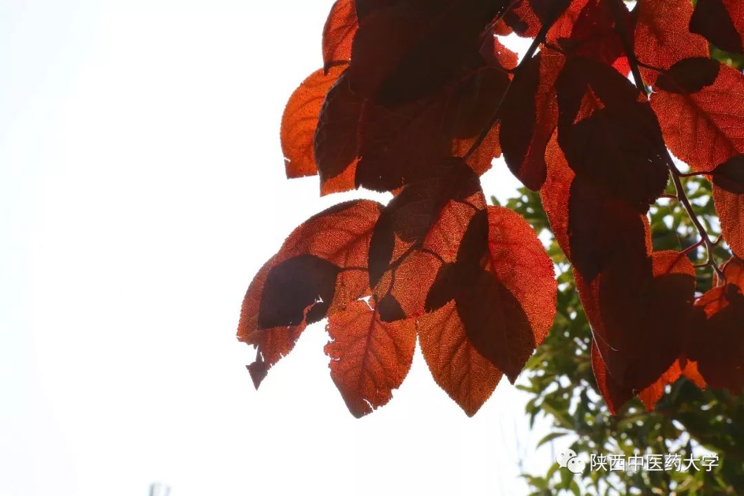 陕中大最火的这几款色号，你种草了么？