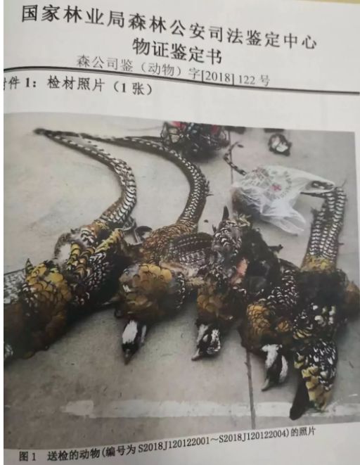 炖二级保护动物,还敢发短视频!这位网友火的很特别……