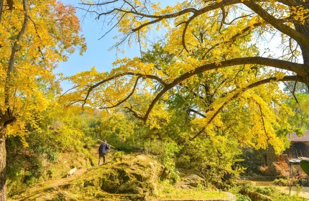 河南看红叶最好的地方,河南红叶最佳观赏时间表