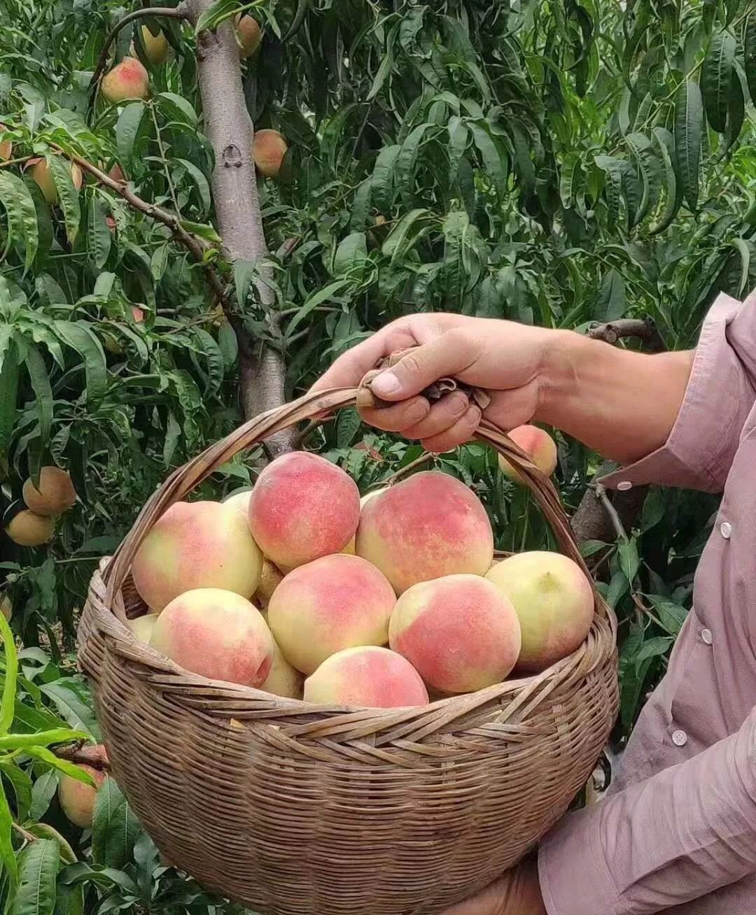 冬天成熟的桃子有哪些,秋冬季特有的桃子