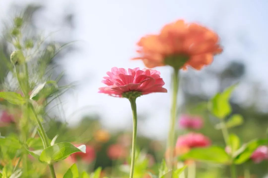 带你看美丽的厦门海边美景,厦门海洋最美丽的风景