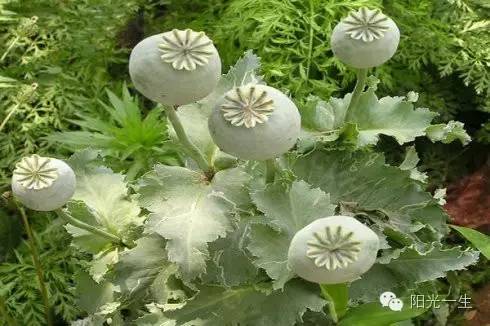 检测吸毒需要多少毛发,检测吸毒尿液几道杠是阴性