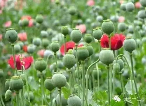 检测吸毒需要多少毛发,检测吸毒尿液几道杠是阴性