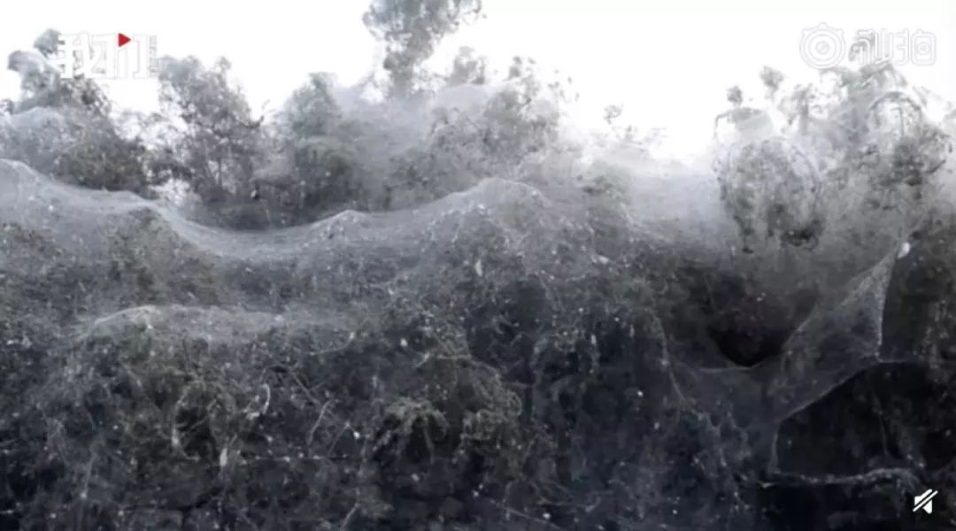 鏃╁畨鏈濋椈澶╀笅,鏃╁畨鏌冲窞