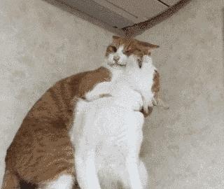 猫咪呜呜呜的叫是什么意思,猫咪呜呜呜的跑来跑去