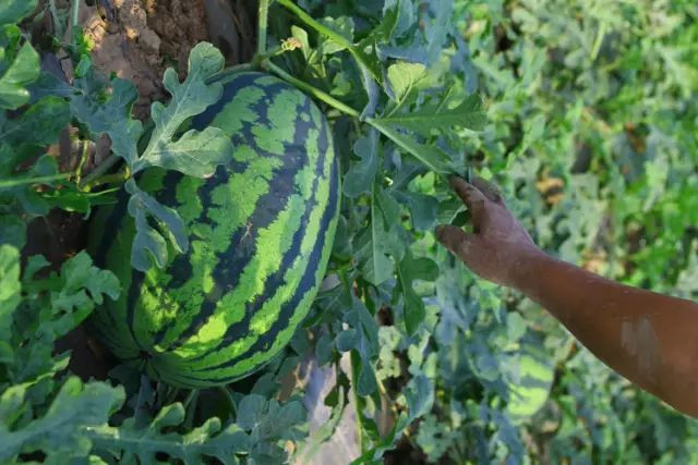戳心窝的春城日常生活，625万昆明人边看边哭！