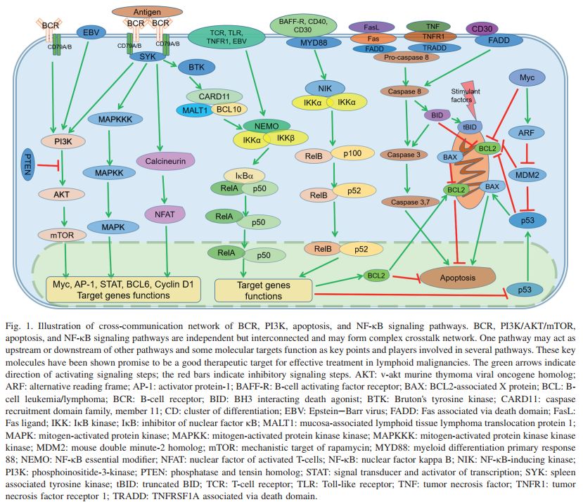 淋巴瘤基因检测靶向治疗,淋巴瘤靶向治疗一次多少钱