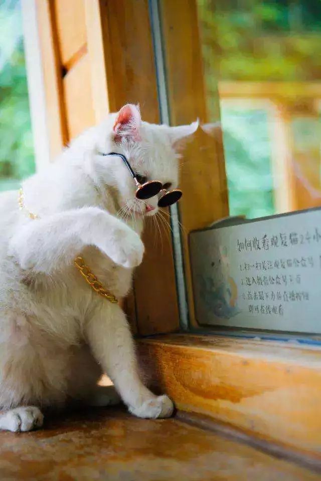 为什么现在年轻人喜欢养猫,为什么现在的年轻人都喜欢养猫咪