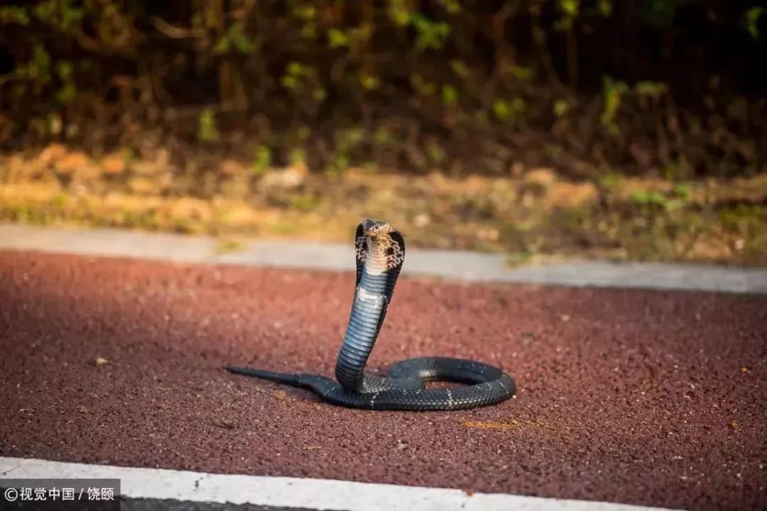 刷爆今天池州人朋友圈的舟山眼镜蛇，喜欢待在啥地方？专家这样说……