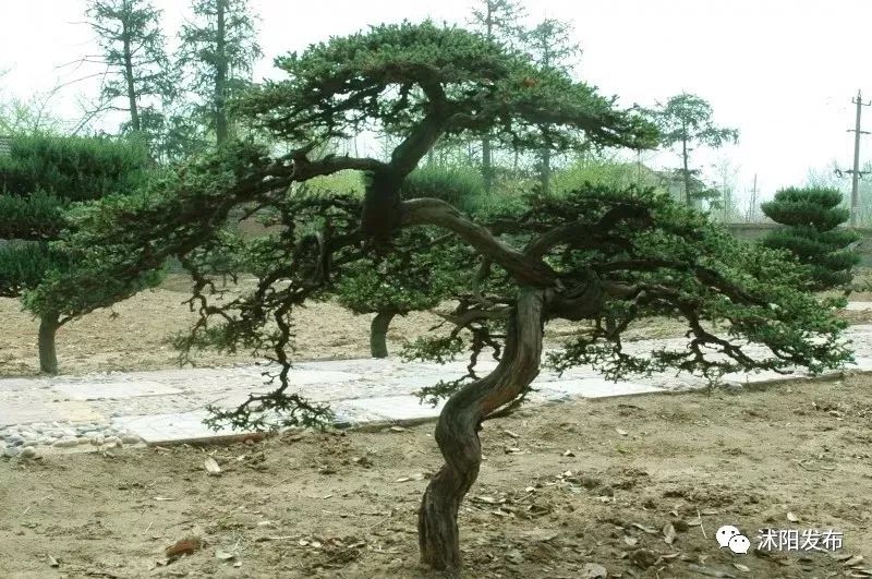 夏老师到底爱谁,夏老师喜欢陈律吗