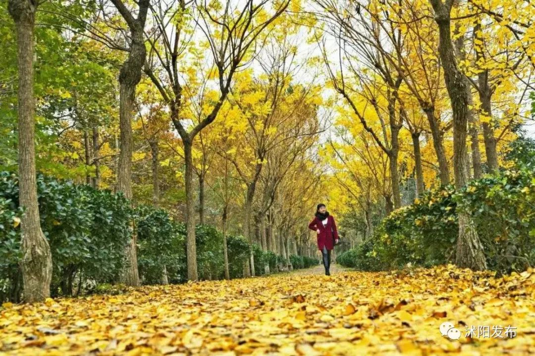夏老师到底爱谁,夏老师喜欢陈律吗