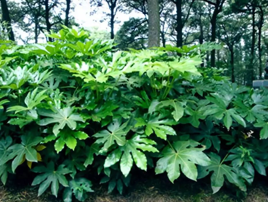 植物图鉴城市常见景观树,路边常见的植物