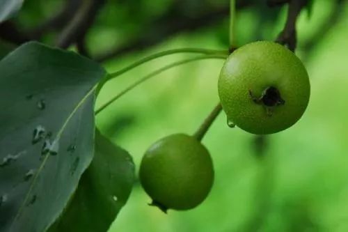 十大美白牙齿牙膏,美白去渍牙膏澳洲
