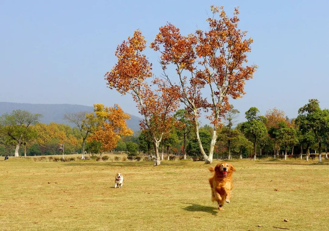 南京最美赏秋地点,南京赏秋之旅