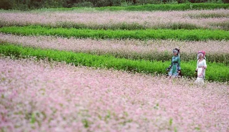 它被称“五谷之王”，泡水喝，清脂肪降三高，养生抗衰老！