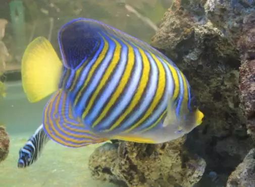 海水鱼得了白点病最快的治疗方法,鱼友分享鱼病大全