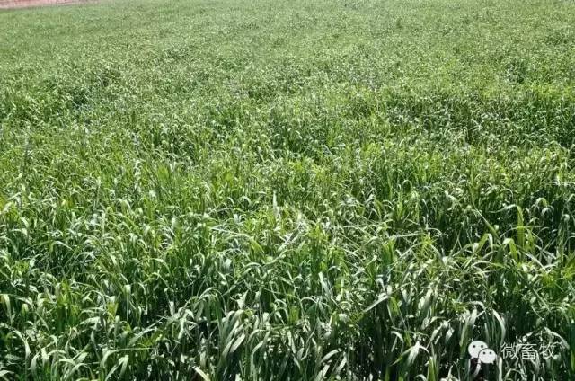 养牛养羊什么时候喂食比较好,规模化养羊喂什么饲料