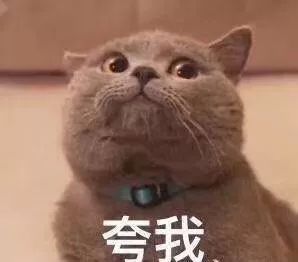 没想到就连满分合格的铲屎官,都可能错过它们……