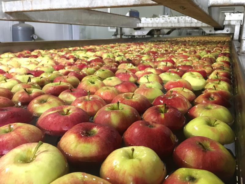 美国龙虾进口华南,美国龙虾加拿大出口