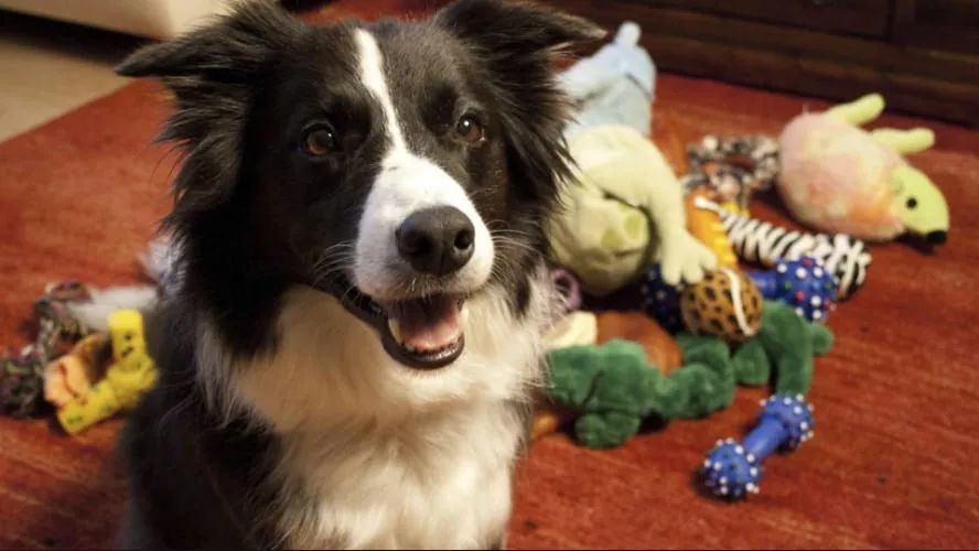 说猫咪是傻子的视频,当人类说猫咪傻