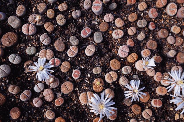 花市买10元3盆多肉,武汉多肉花卉便宜