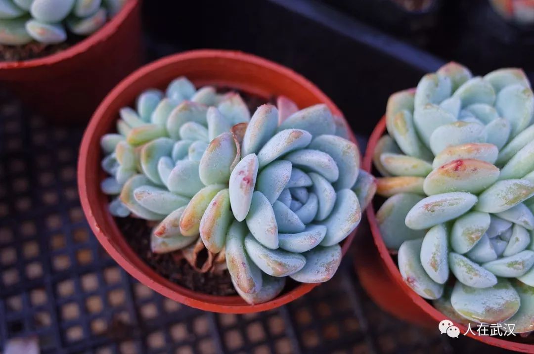 花市买10元3盆多肉,武汉多肉花卉便宜