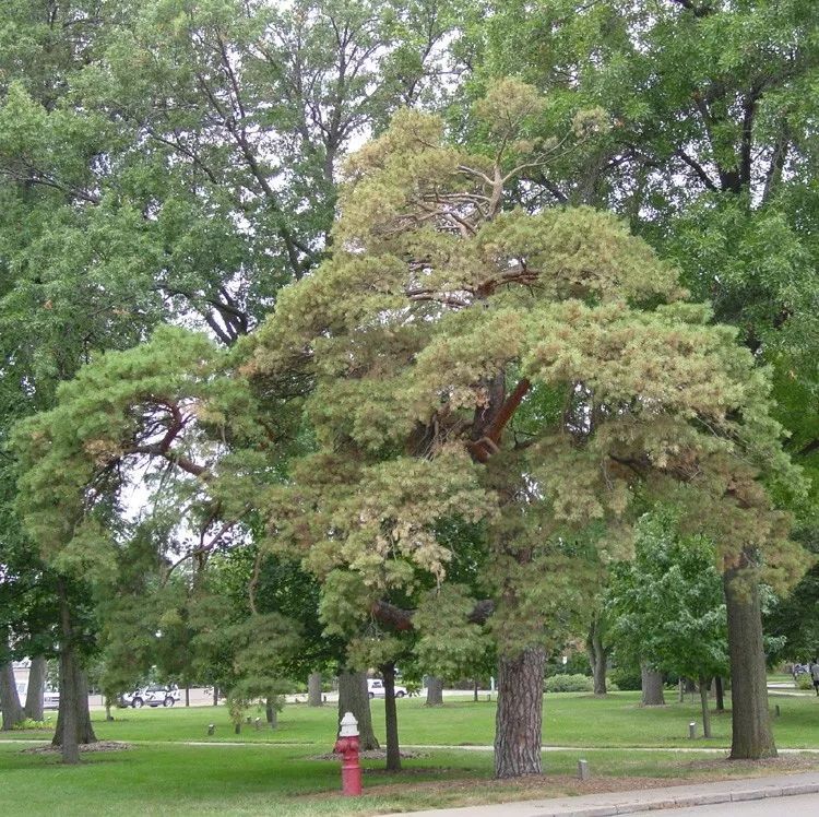 松材线虫病的防治措施有哪些,松材线虫病防控知识大全