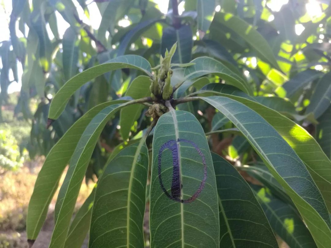 芒果催花卡壳解决方法,什么原因芒果催花失败