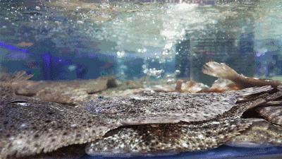 火爆全国的网红超市盒马鲜生来武汉啦！首店开业波龙88元一只，超多爆款买一送一！