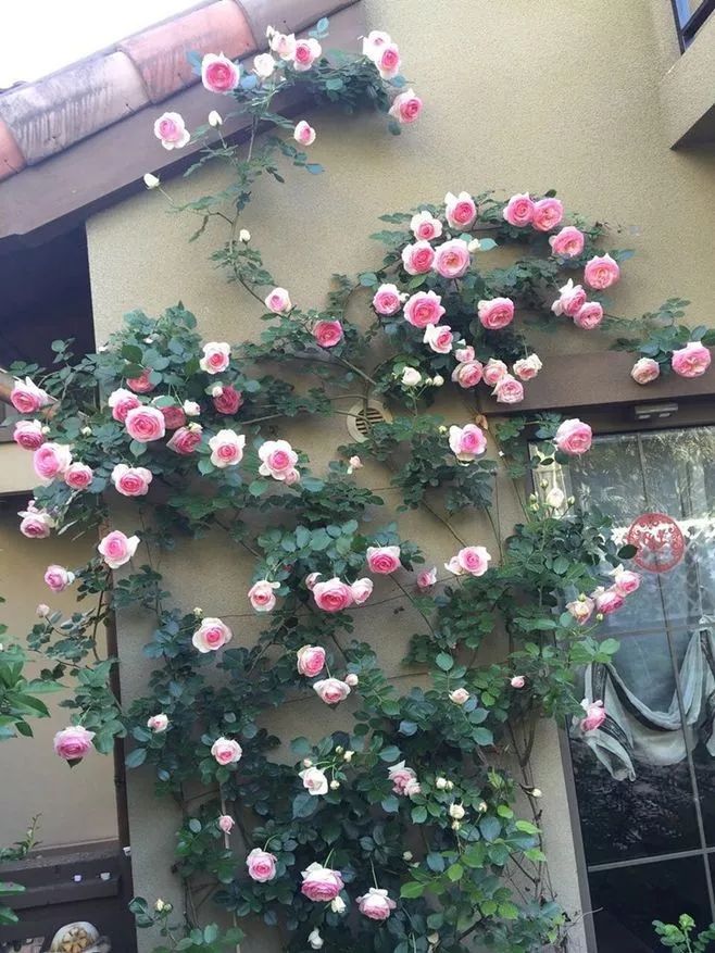 怎样才能让藤本月季快速成为花墙,做花墙最好的藤本月季品种