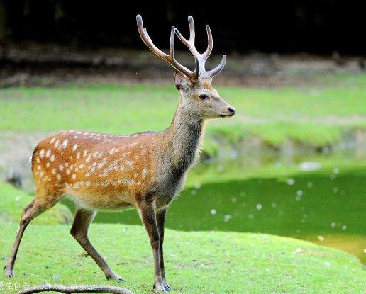 小鹿怎么赚钱,养50只鹿一年赚多少钱