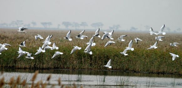 收藏沧州最新最全旅游攻略来啦,沧州华东五市旅游攻略