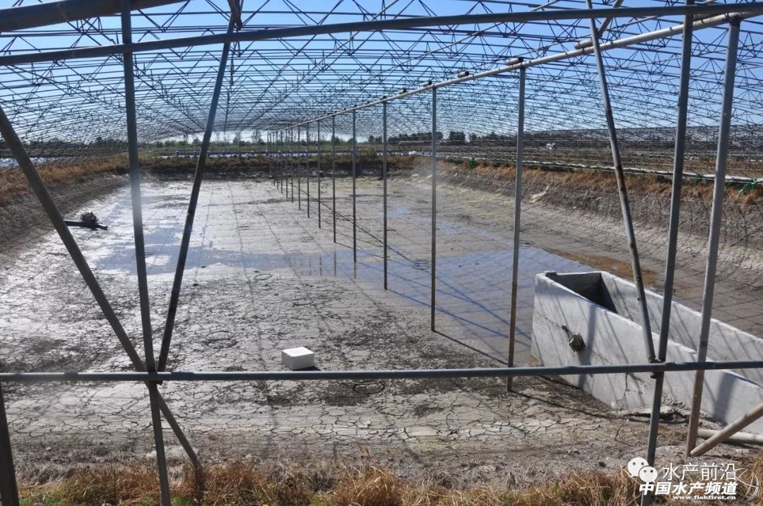 好虾苗如何定义?十年忠实粉丝告诉你这尾虾的优势