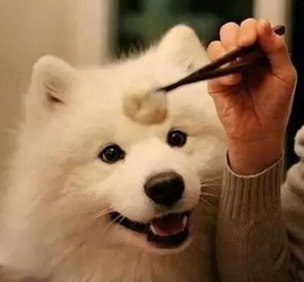 主人要牵绳vs狗狗讨厌项圈？别急，6步教你解决！