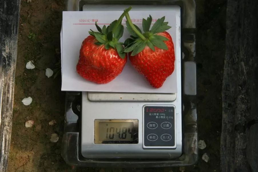 辉丰能百旺噻苯隆说明书,辉丰能百旺多少钱一袋