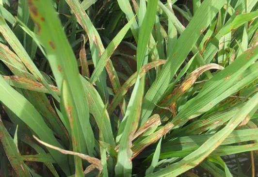 真菌细菌病毒辨别小技巧,快速识别病毒和细菌方法