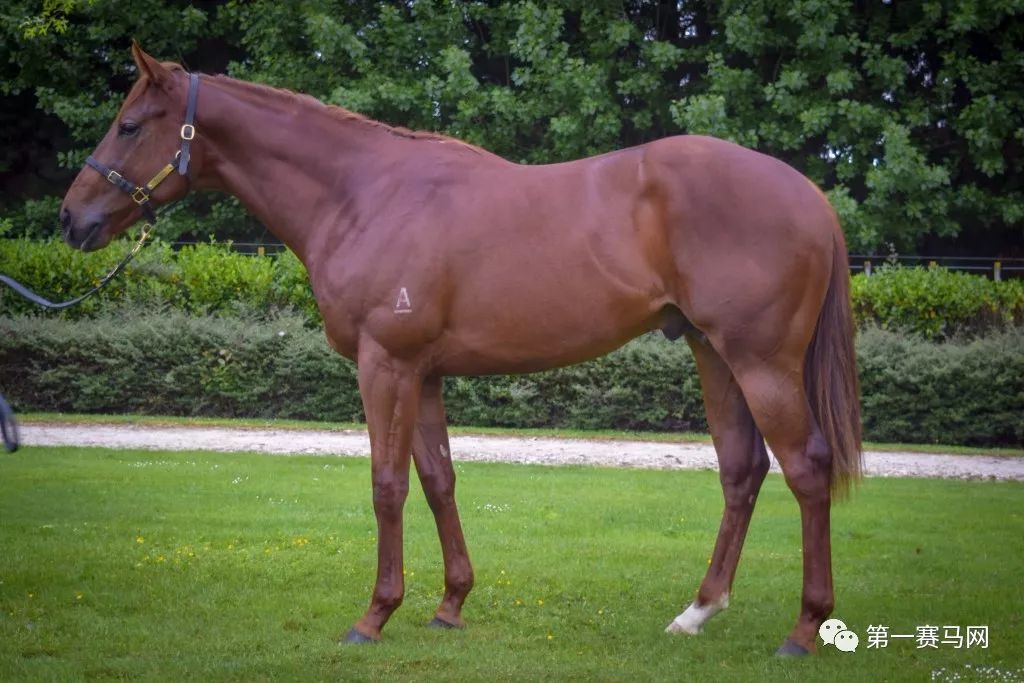 「买马」莱德旗下赛驹拍出高价，中国马主团豪砸重金购入佳驷，新西兰卡拉卡两岁受训马拍卖会隆重开槌